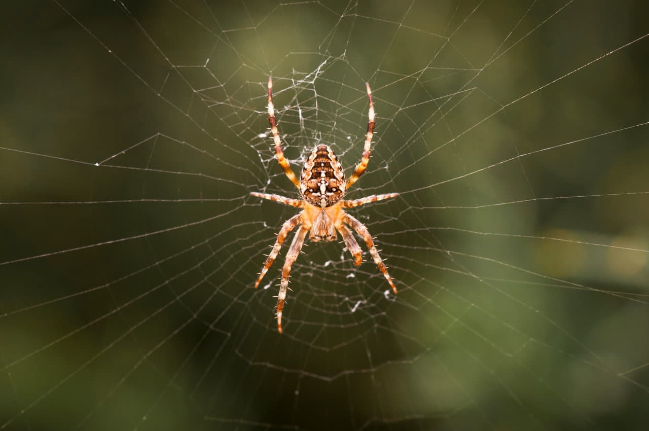 Jyotish Tips, Shakun Shastra, Vastu Tips, spider in jyotish,
