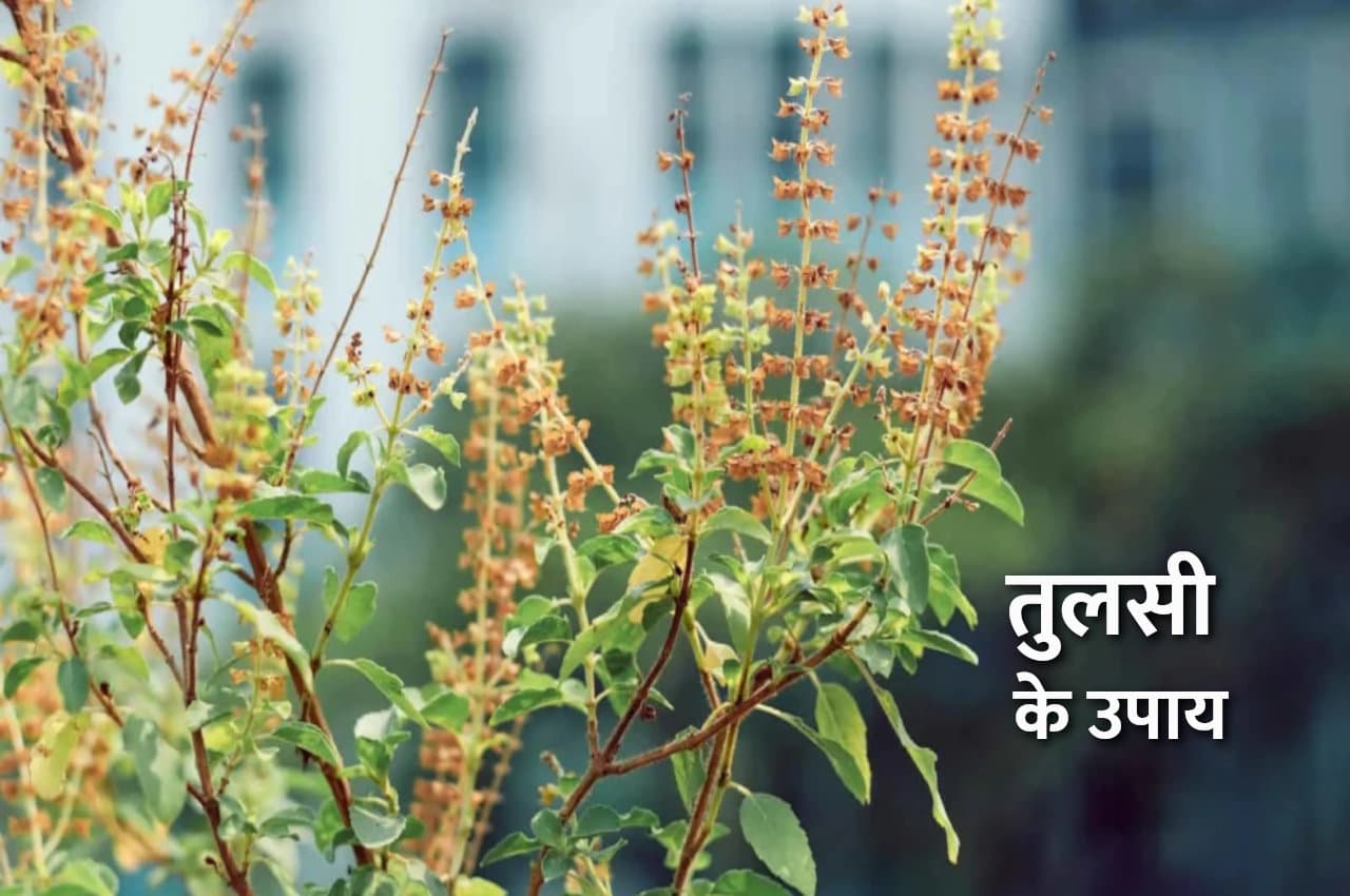 Tulsi Ke Totke: अक्षय तृतीया पर करें तुलसी के ये उपाय, मां लक्ष्मी होंगी प्रसन्न, भर देगी घर के भंडार