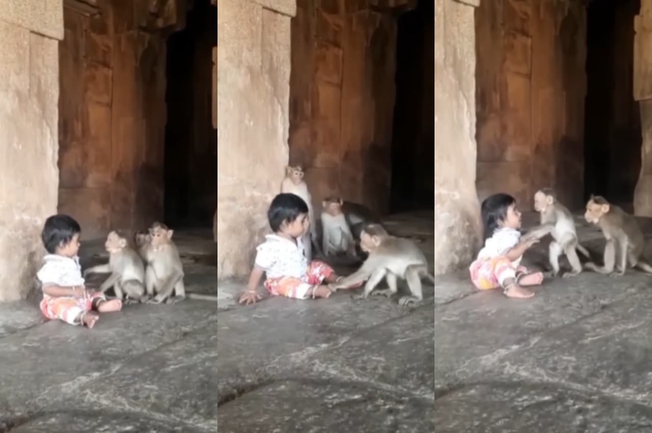 बच्चे के साथ खेलते बंदर