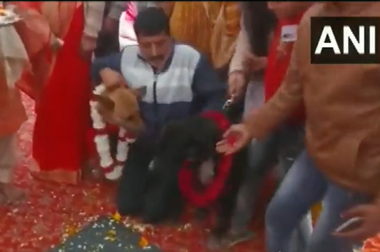 Tommy Weds Jelly: वरमाला के बाद हुए 7 फेरे, गांव वालों की कराई देसी घी की दावत, देखें अनोखी शादी का Video