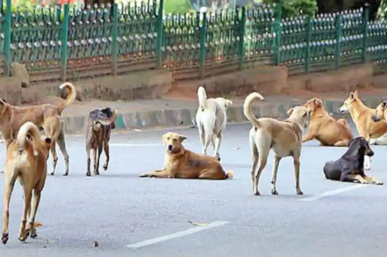 Dog (3) Dog (3)