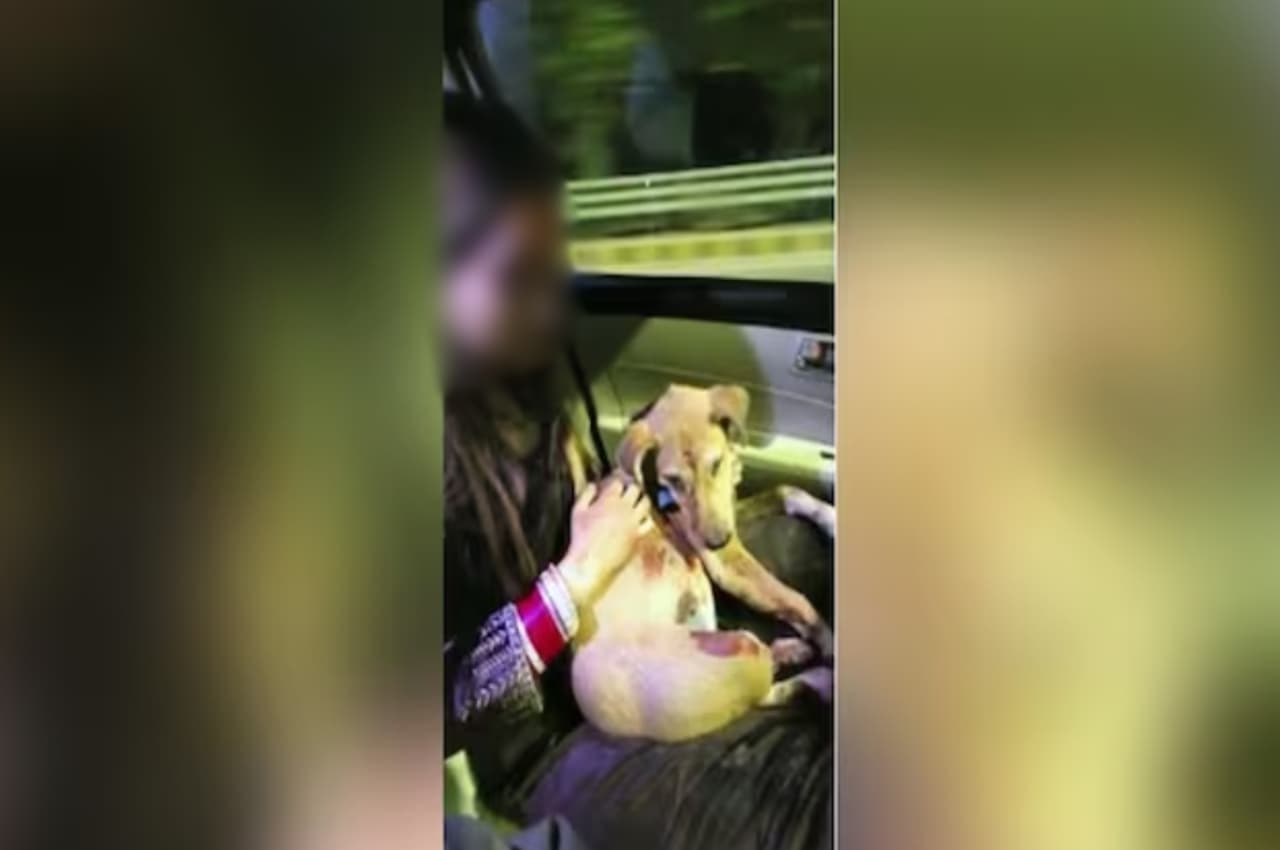 Ghaziabad: सड़क पर कुत्तों को खाना खिला रही महिला से छेड़छाड़, पति दौड़ा तो आरोपी ने कर दिया ये काम