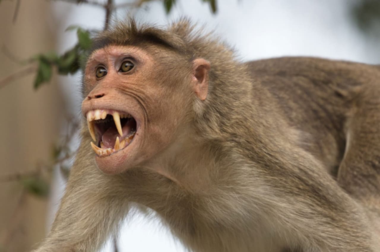 Monkey Attack: अलीगढ़ में बंदरों ने युवक को दूसरी मंजिल से नीचे फेंका! सिर के बल गिरा और... Video