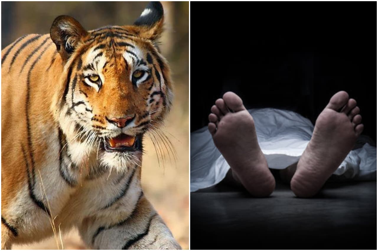 शख्स को खेत में खींच ले गया चीता, शव को देख कांप गई रूह, बचा था सिर्फ ये हिस्सा