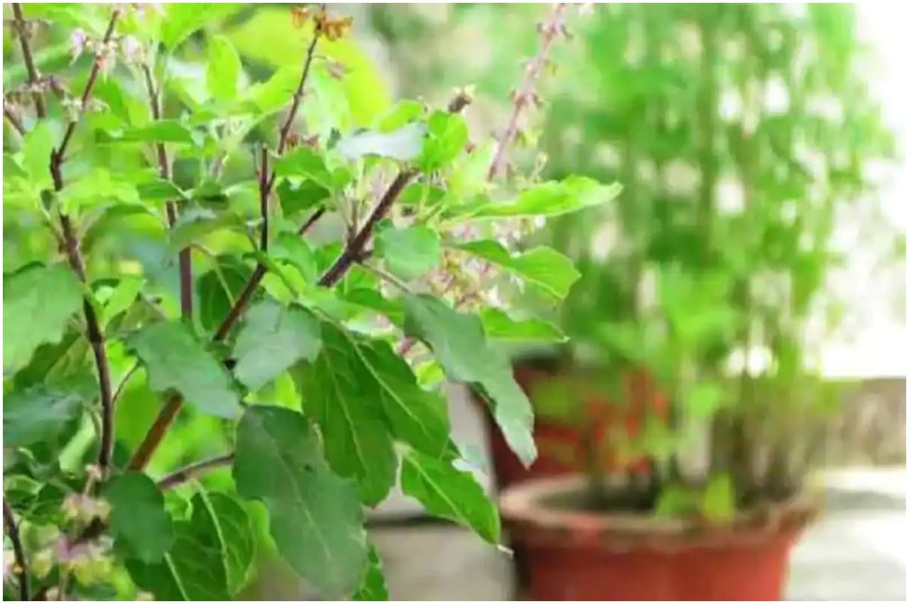 Tulsi Benefits in Winter: इन बीमारियों का रामबाण इलाज है तुलसी, ऐसे शुरू करें सेवन