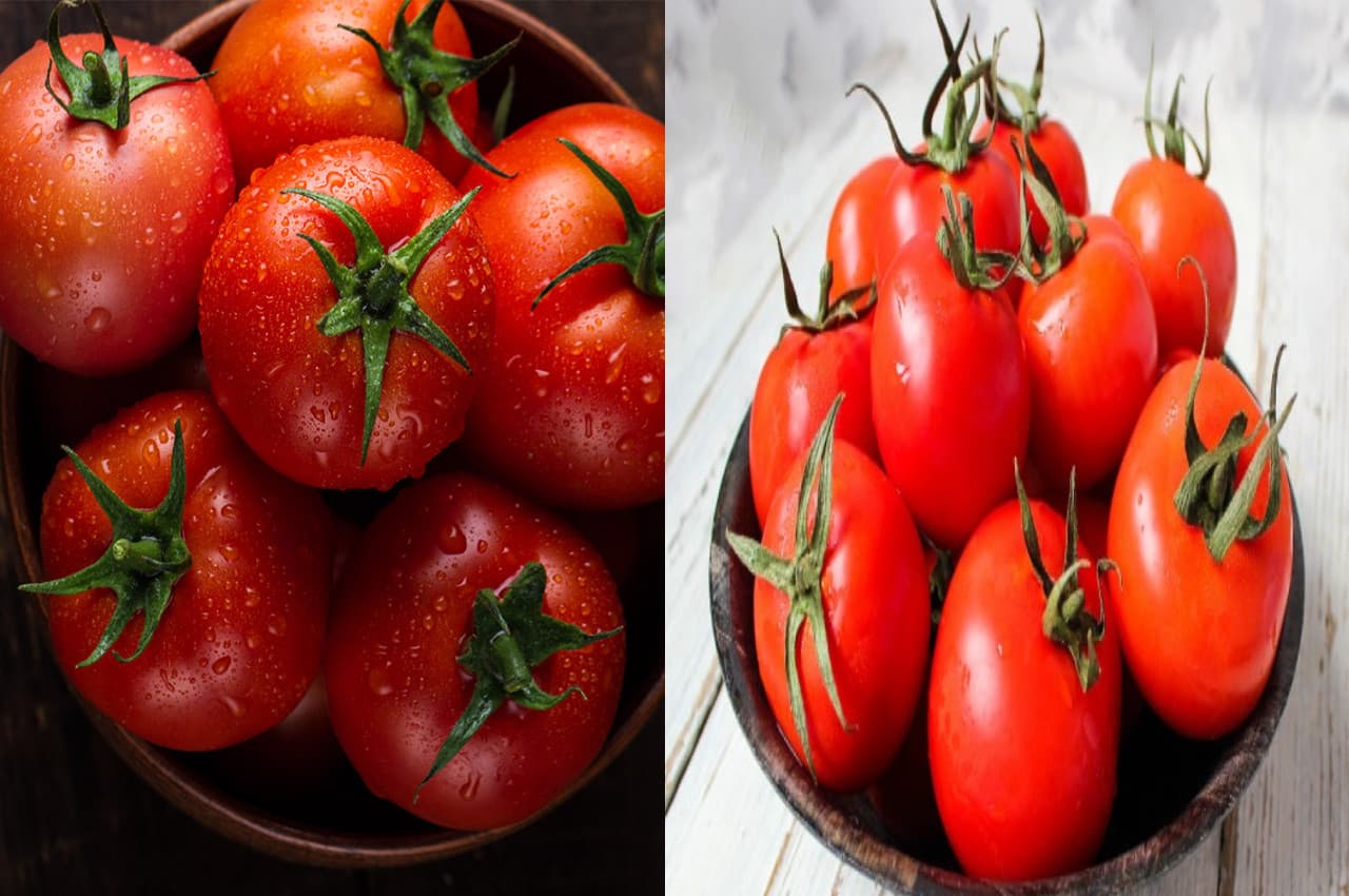 Tomato benefits: क्यों जरूरी है लाल टमाटर का सेवन? ये बीमारियां होती हैं दूर, जानिए इसके जबरदस्त फायदे
