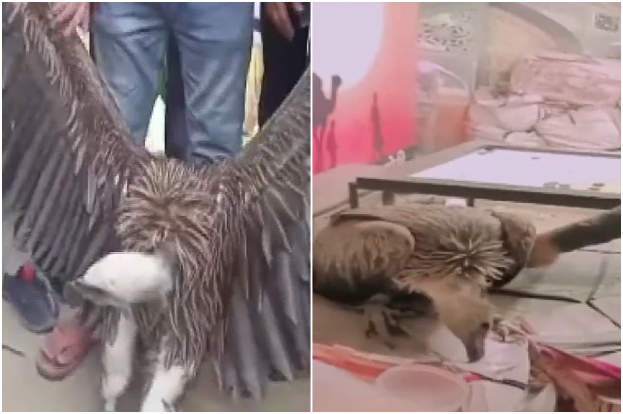 हैरतंगेजः कानपुर में दिखा दुर्लभ प्रजाति का विशाल पक्षी, फिर लोगों ने पकड़ कर किया ये काम, देखें Video