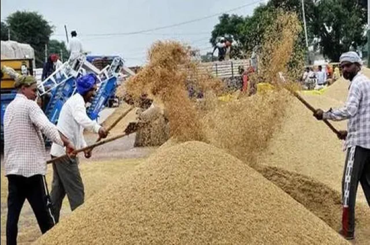 Online Wheat Auction: 1 फरवरी से ऑनलाइन गेहूं की नीलामी शुरू करेगा FCI, रेट से लेकर मकसद तक जानें- सबकुछ