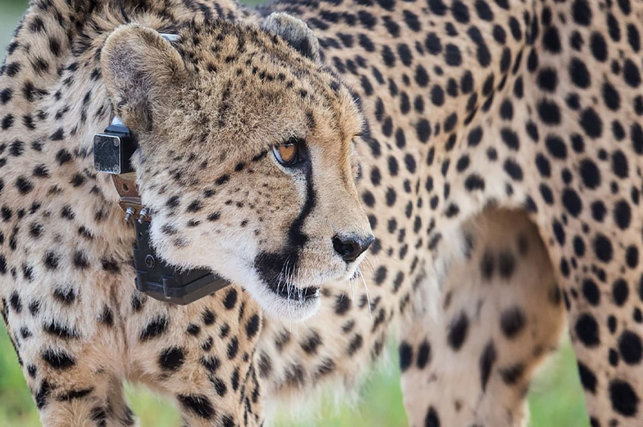 Cheetah in India: भारत में अब हर साल आएंगे 12 चीते, इस देश से हुआ ये बड़ा समझौता