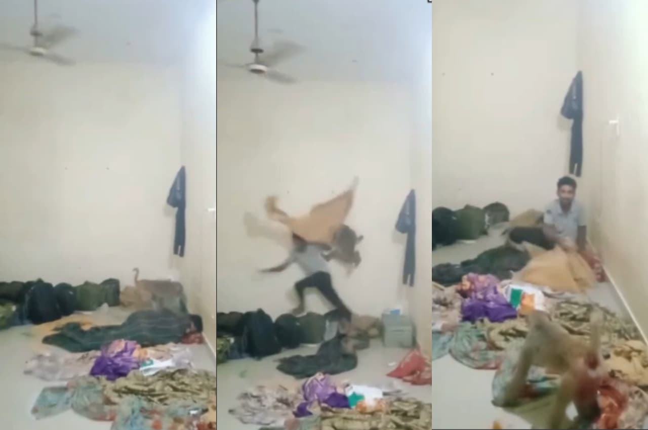 Funny Video: सो रहा था युवक, अचानक आ गया बंदर, फिर क्या हुआ, देखें वीडियो