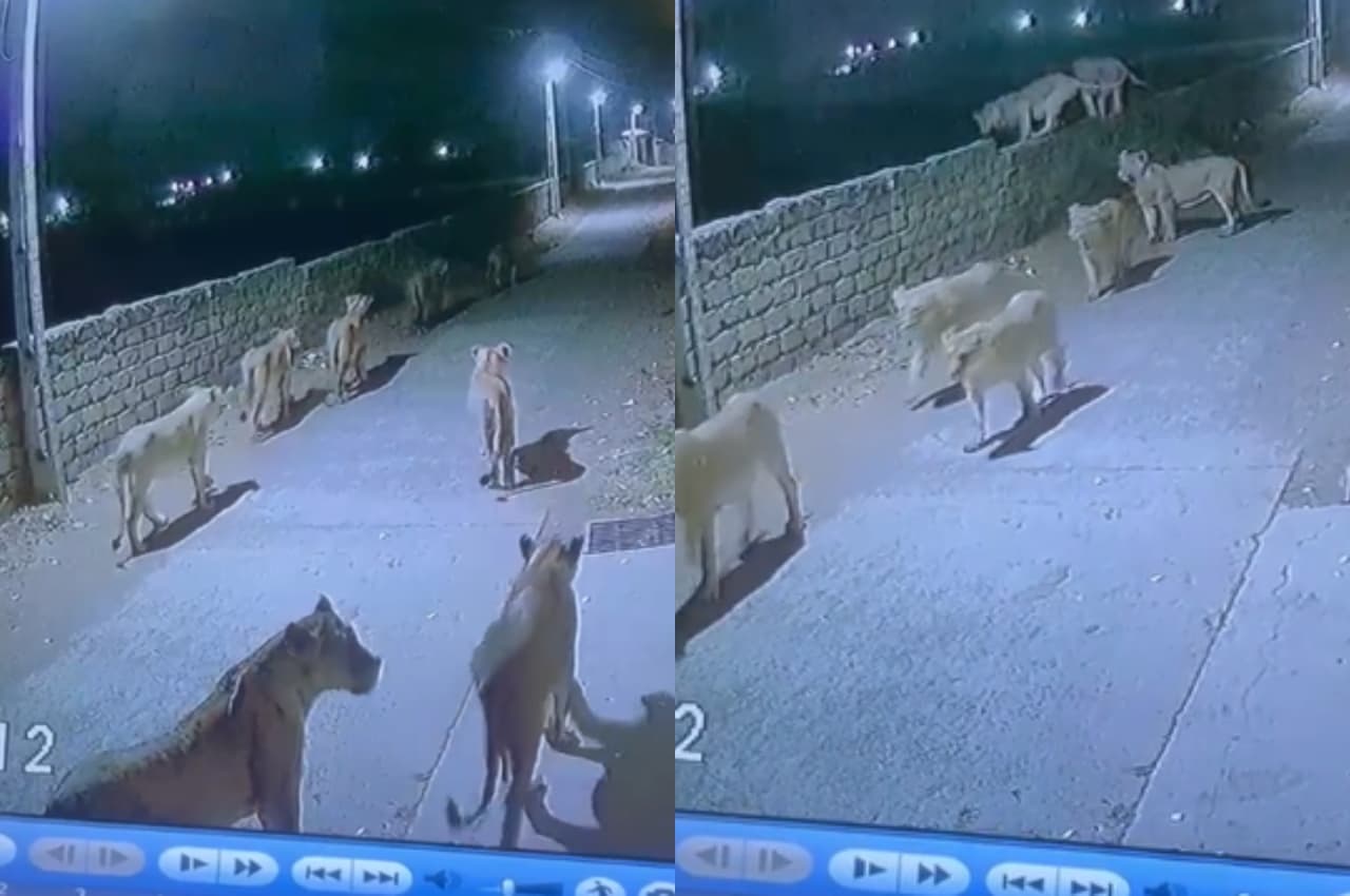 Video: गुजरात के अमरेली में सड़क पर घूमते दिखे 8 शेर, ग्रामीणों में दहशत