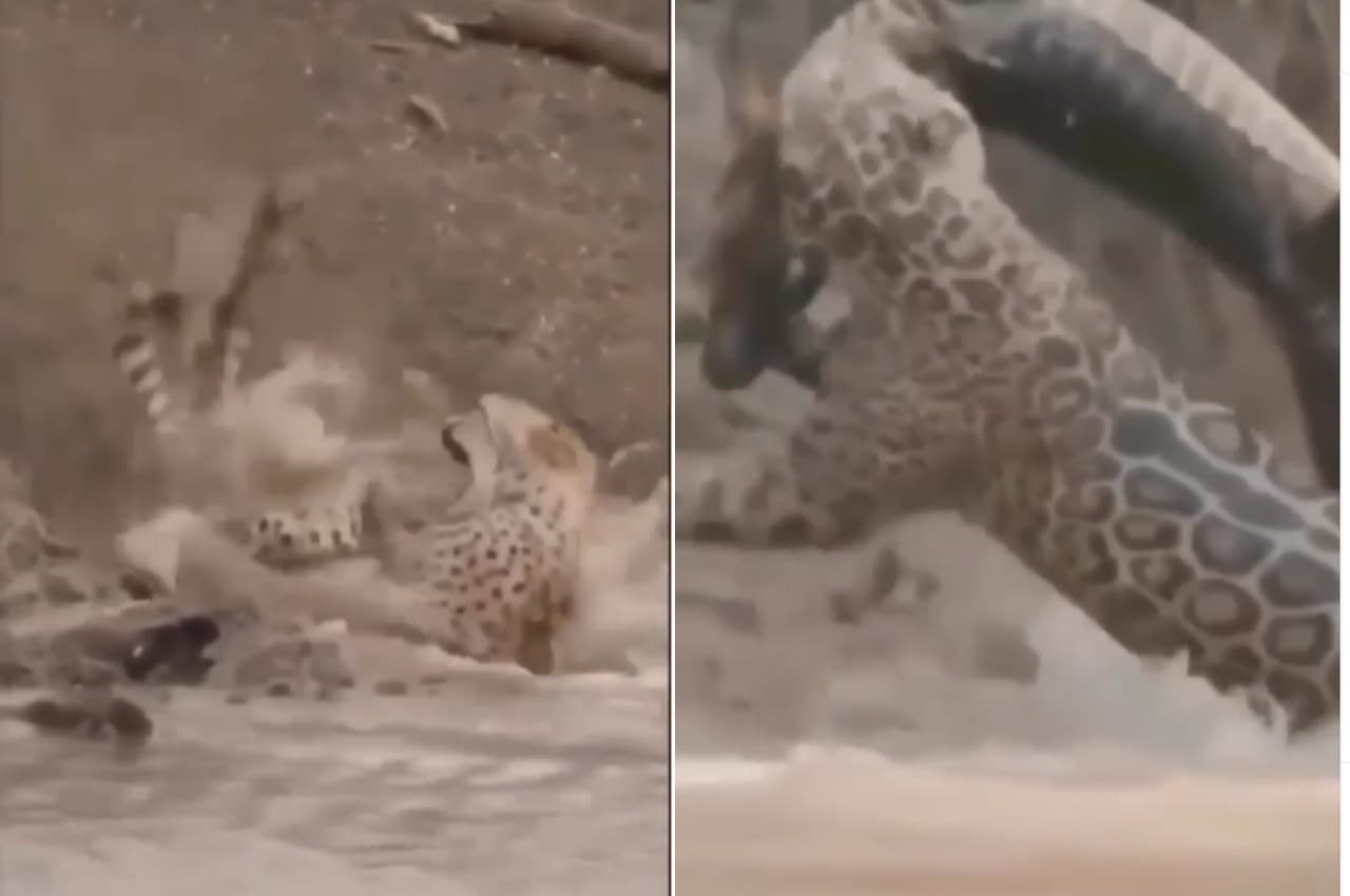 Viral Video: चीते ने सेकंडों में पलट दी बाजी, वीडियो देखने के बाद भी नहीं होगा यकीन