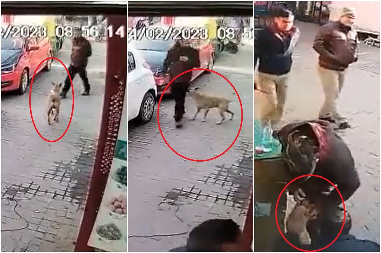 Dog Attack: ताजमहल पर पर्यटक पर कुत्ते ने किया हमला, युवक ने मुंह पर मारी बोतल, देखें Video