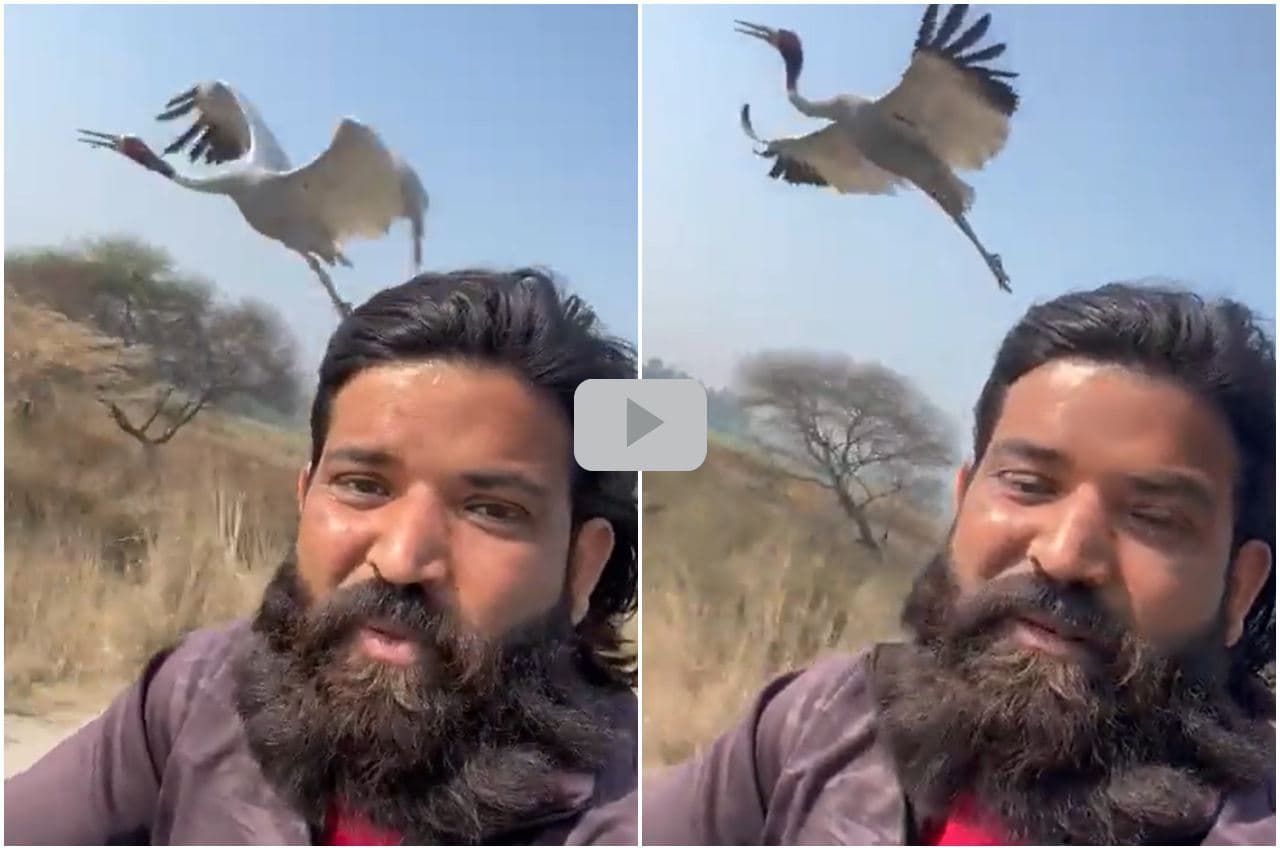 Viral Video: सारस और आरिफ की इस दोस्ती को देख भूल जाएंगे 'हाथी मेरा साथी' की कहानी, हर ओर हो रही चर्चा