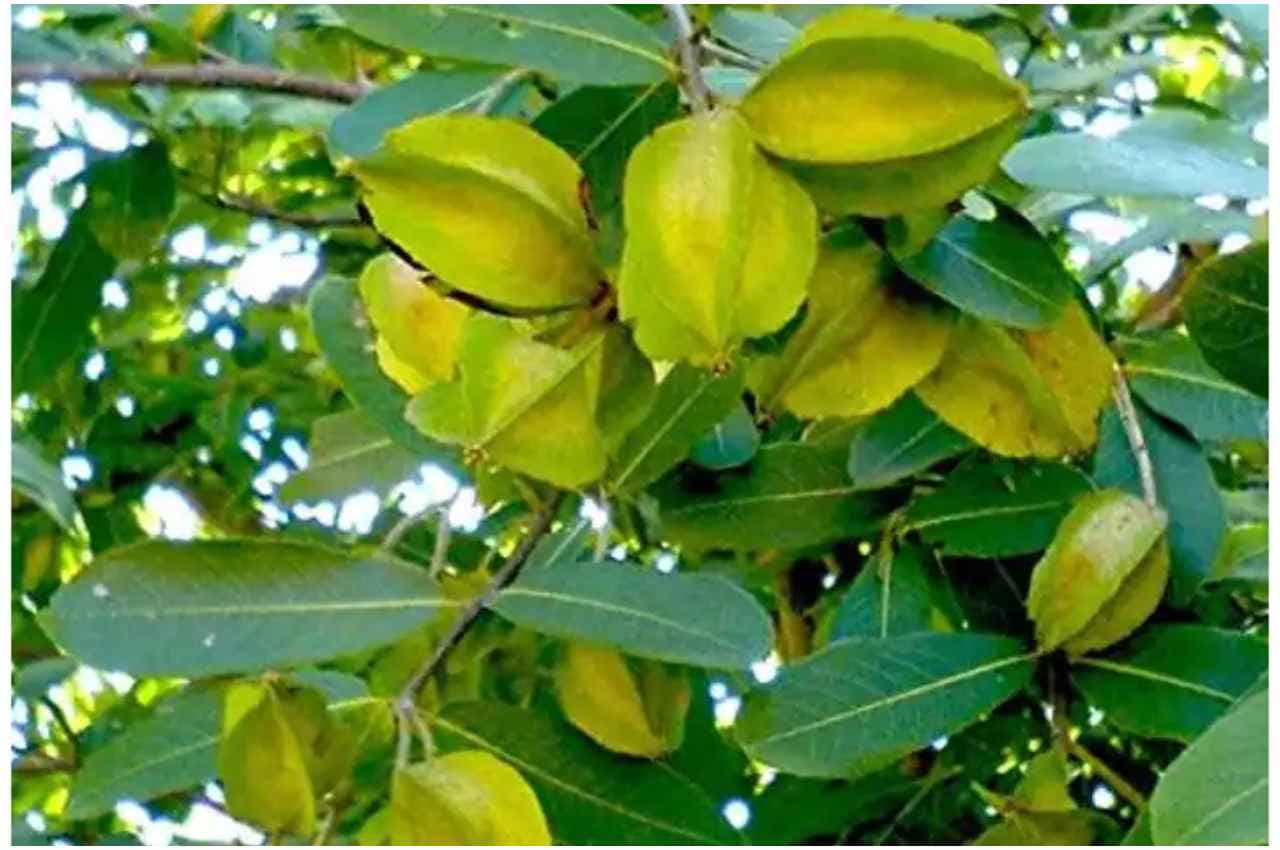 Arjun Fruit Benefits