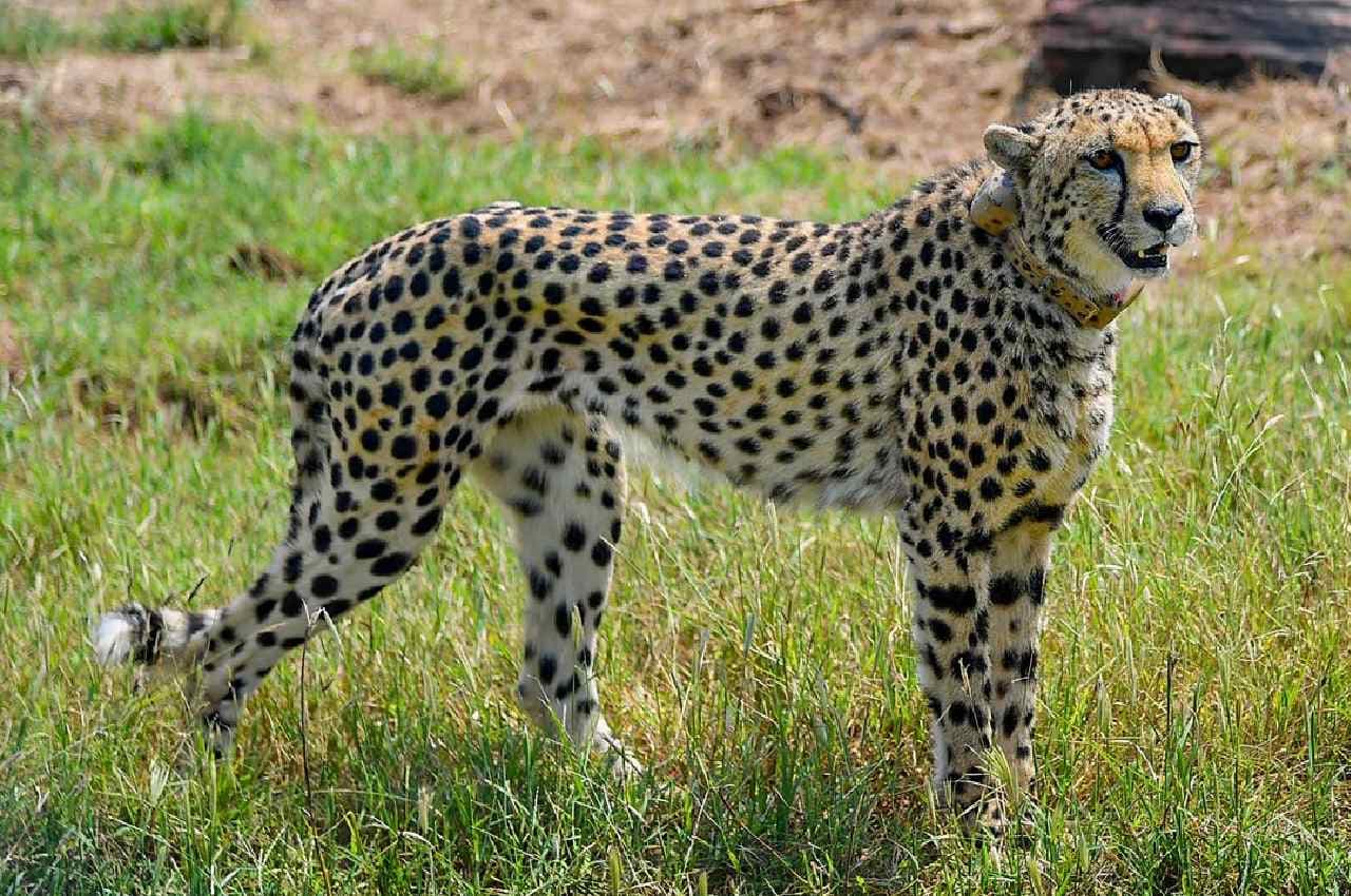 Cheetah Project: दक्षिण अफ्रीका से ग्वालियर पहुंचे 12 चीते, स्पेशल विमान C-17 ग्लोबमास्टर से लाया गया