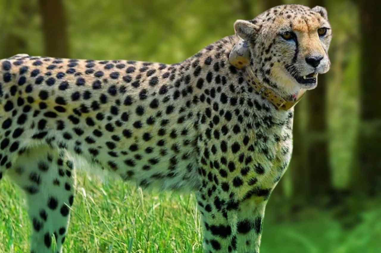 Cheetah Project: कूनो नेशनल पार्क में छोड़े गए 12 चीते, CM शिवराज बोले- पर्यावरण और वन्य जीव की रक्षा PM मोदी का विजन