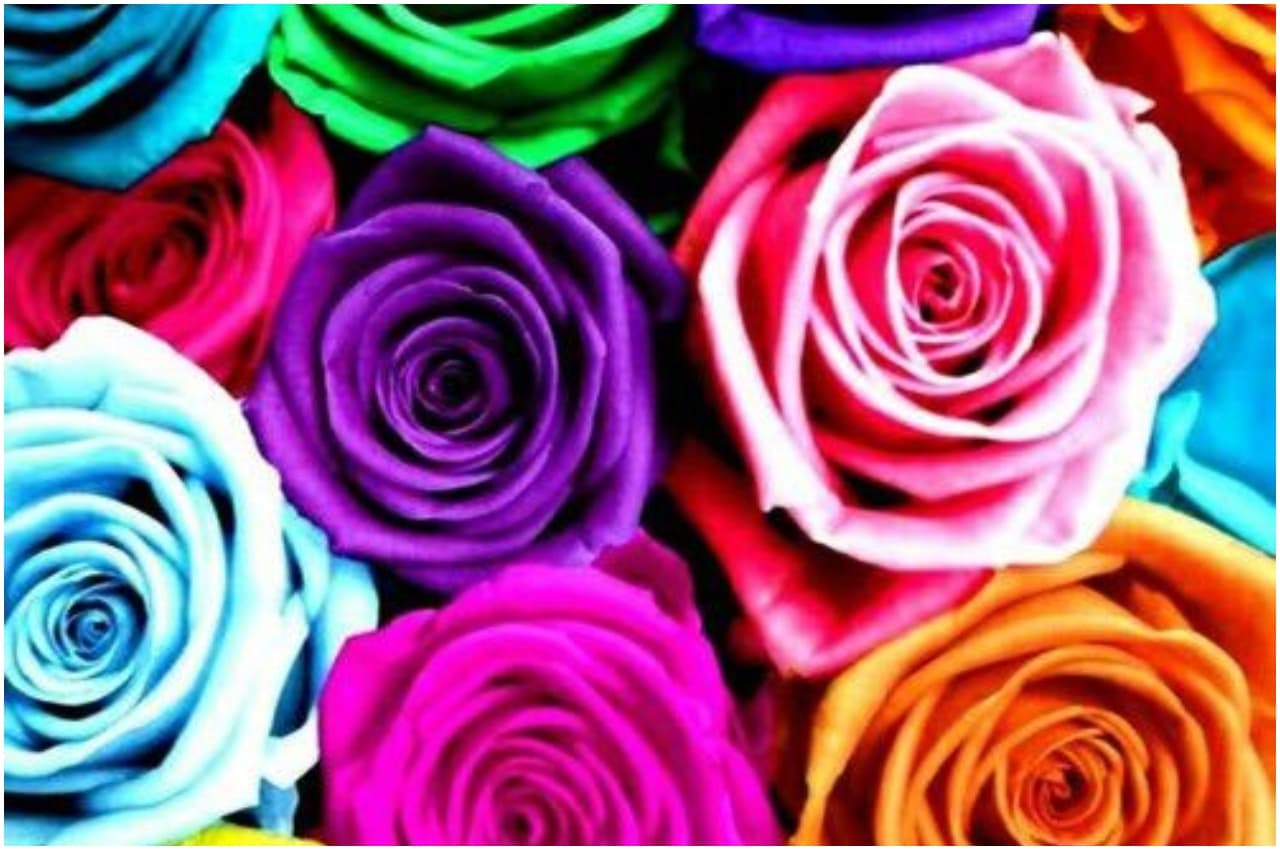 Happy Rose Day: फिर छिड़ी बात गुलाब की... यहां जानें रंग, मायने और खासियत