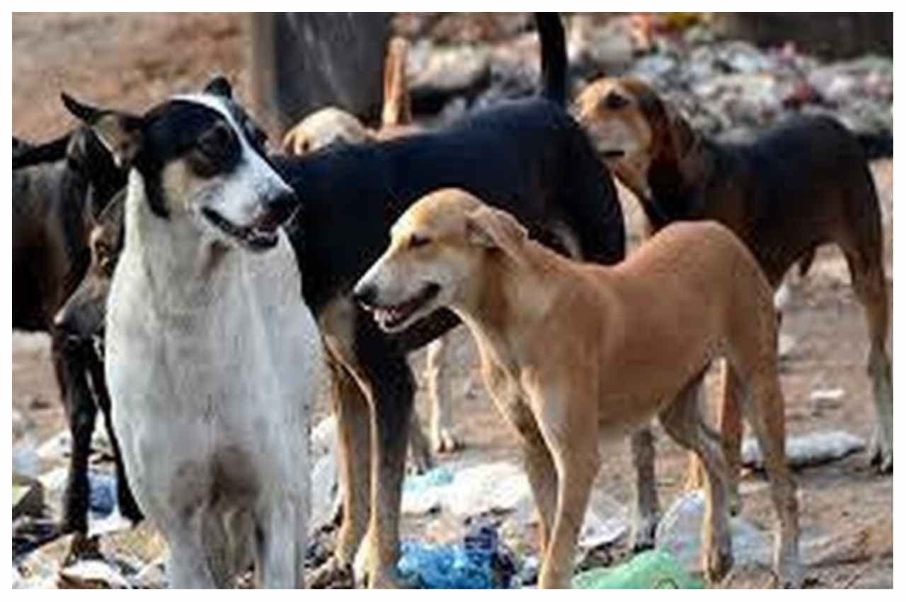 हैवानियतः तीन युवकों ने कुत्ते को पीट-पीट कर मार डाला, मामला दर्ज