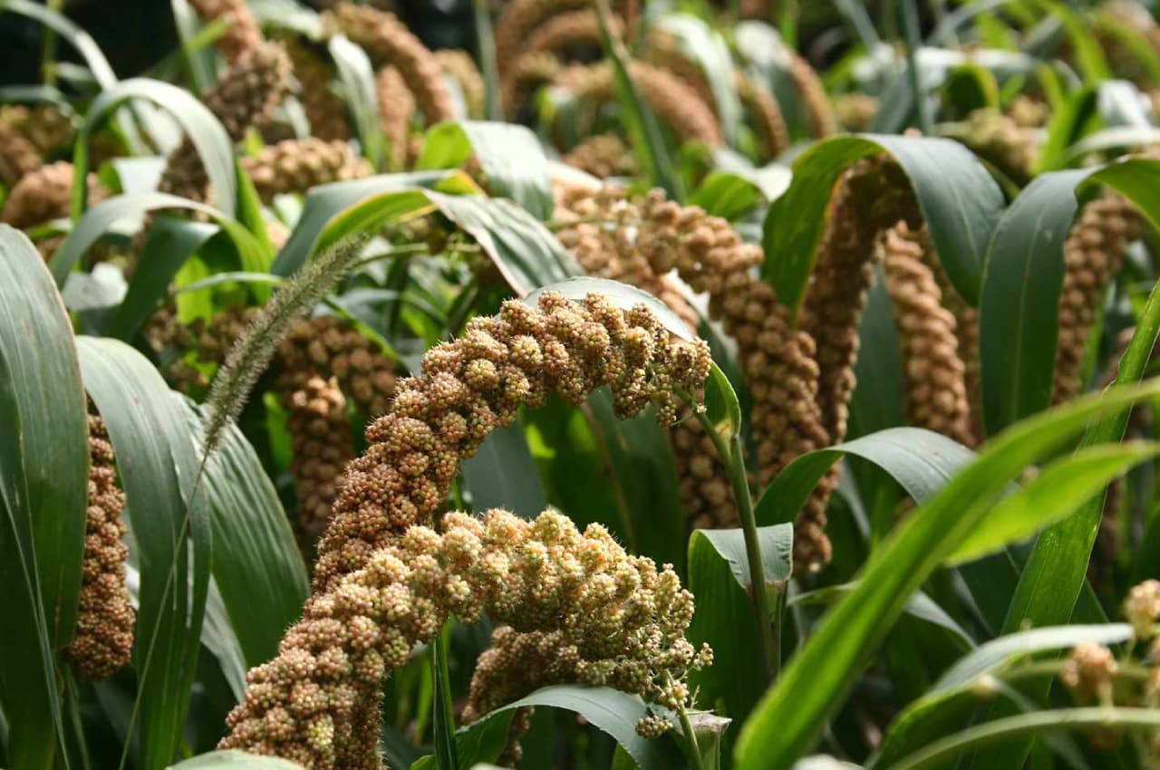 Millet: हार्ट अटैक और डायबिटीज से बचना है तो बाजरा खाइए, मोटापा घटाने में  भी कारगर