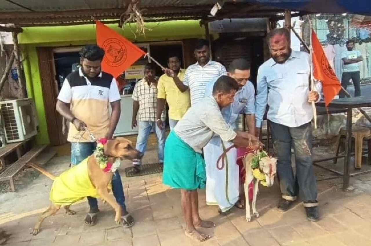 Valentines Day Protest: तमिलनाडु में वैलेंटाइन डे पर हिंदू संगठन का अनोखा विरोध, कुत्तों को माला पहनाकर कराई शादी