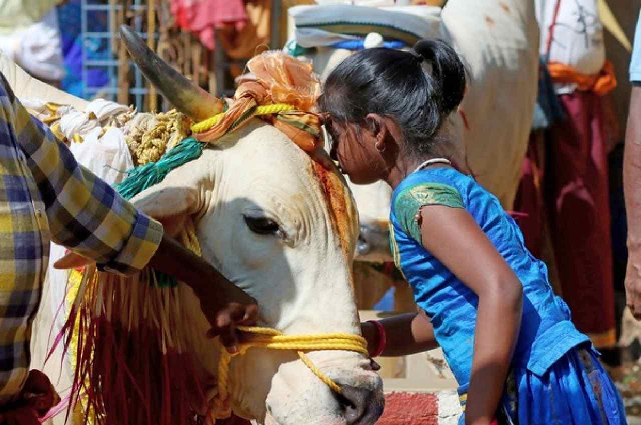 Cow Hug Day: केंद्रीय मंत्री गिरिराज सिंह बोले- 14 फरवरी को मनाया जाए 'काउ हग डे'