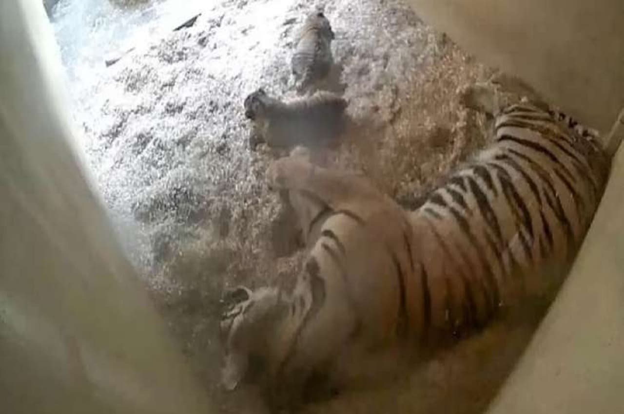 Viral Video: ब्रिटेन के चिड़ियाघर में बाघिन ने दिया दुर्लभ सुमात्रन बाघ शावकों को जन्म, हिडन कैमरे में कैद हुए खास पल