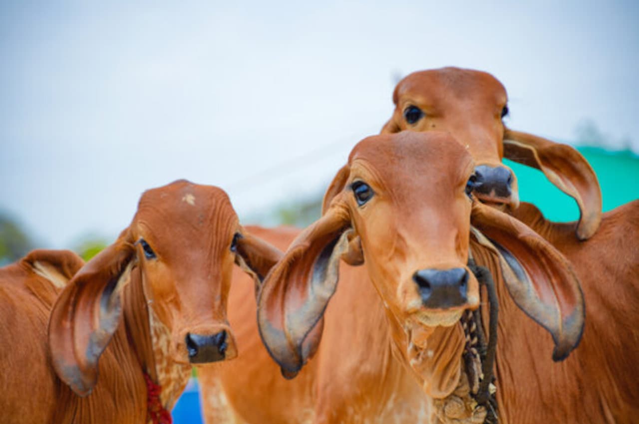 indian cow in jyotish Jyotish tips, vastu tips,