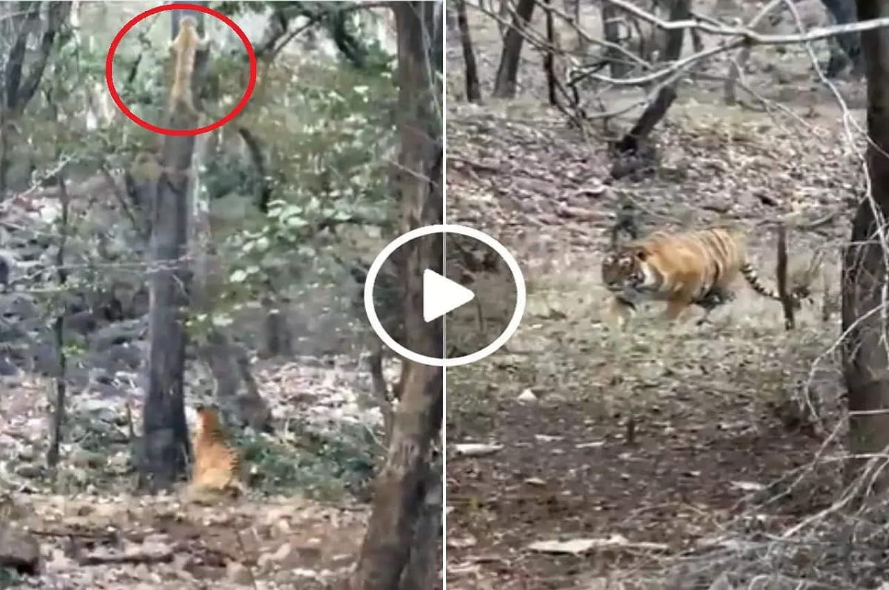 Panna Tiger Reserve Video: बाघ और तेंदुए का हो गया आमना-सामना, खतरनाक एनकाउंटर का ऐसा हुआ अंत