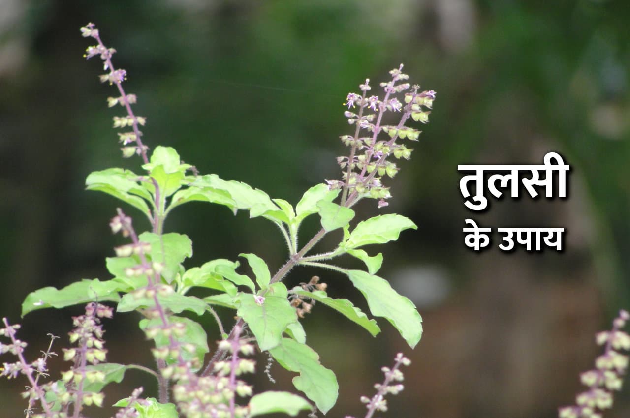 Tulsi Ke Upay: तुलसी के इन उपायों से सब चिंता होगी दूर, जानिए क्या करना है