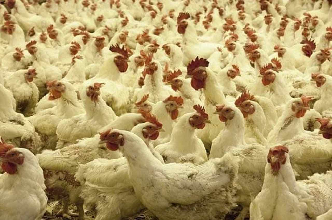 Bird Flu: होली से पहले झारखंड में बर्ड फ्लू का कहर, बोकारो के बाद रांची में मृत पक्षियों में H5N1 की पुष्टि