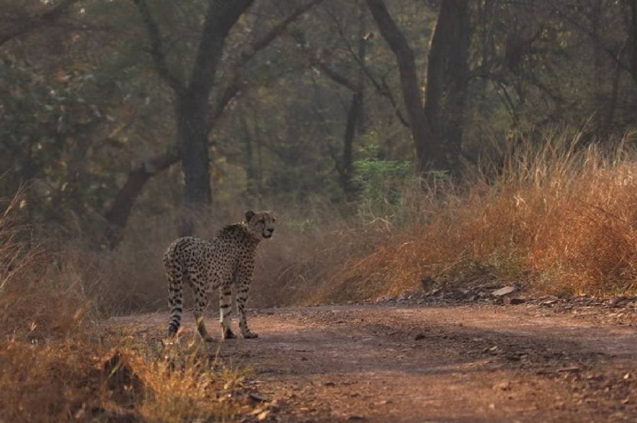 Cheetah Project: कूनो नेशनल पार्क के फ्री रेंज में छोड़े गए दो और चीते, DFO बोले- हर मूवमेंट पर है नजर