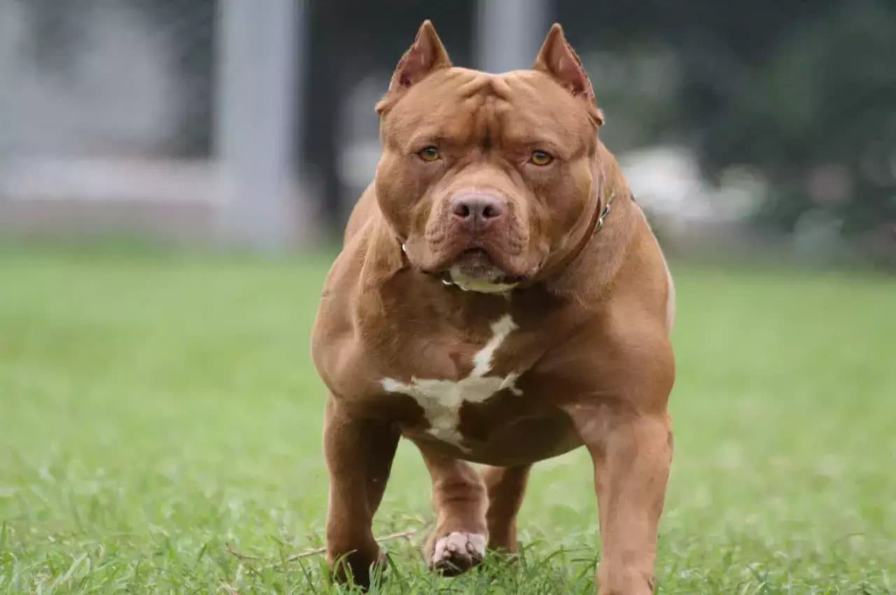 Dog Policy: अब पड़ोसी हो जाएं बेफिक्र, UP सरकार ने जारी की डॉग पॉलिसी, नियमों की अनदेखी पड़ेगी भारी