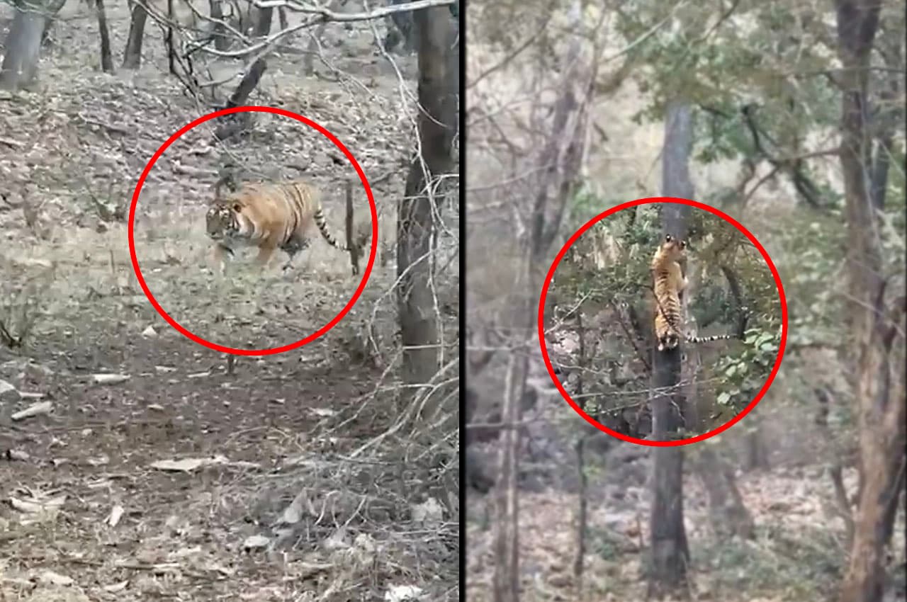 Wildlife Video: बाघ बहुल इलाके में खुद को कैसे बचाते हैं तेंदुए? बेहद खौफनाक वीडियो हुआ वायरल, देखें