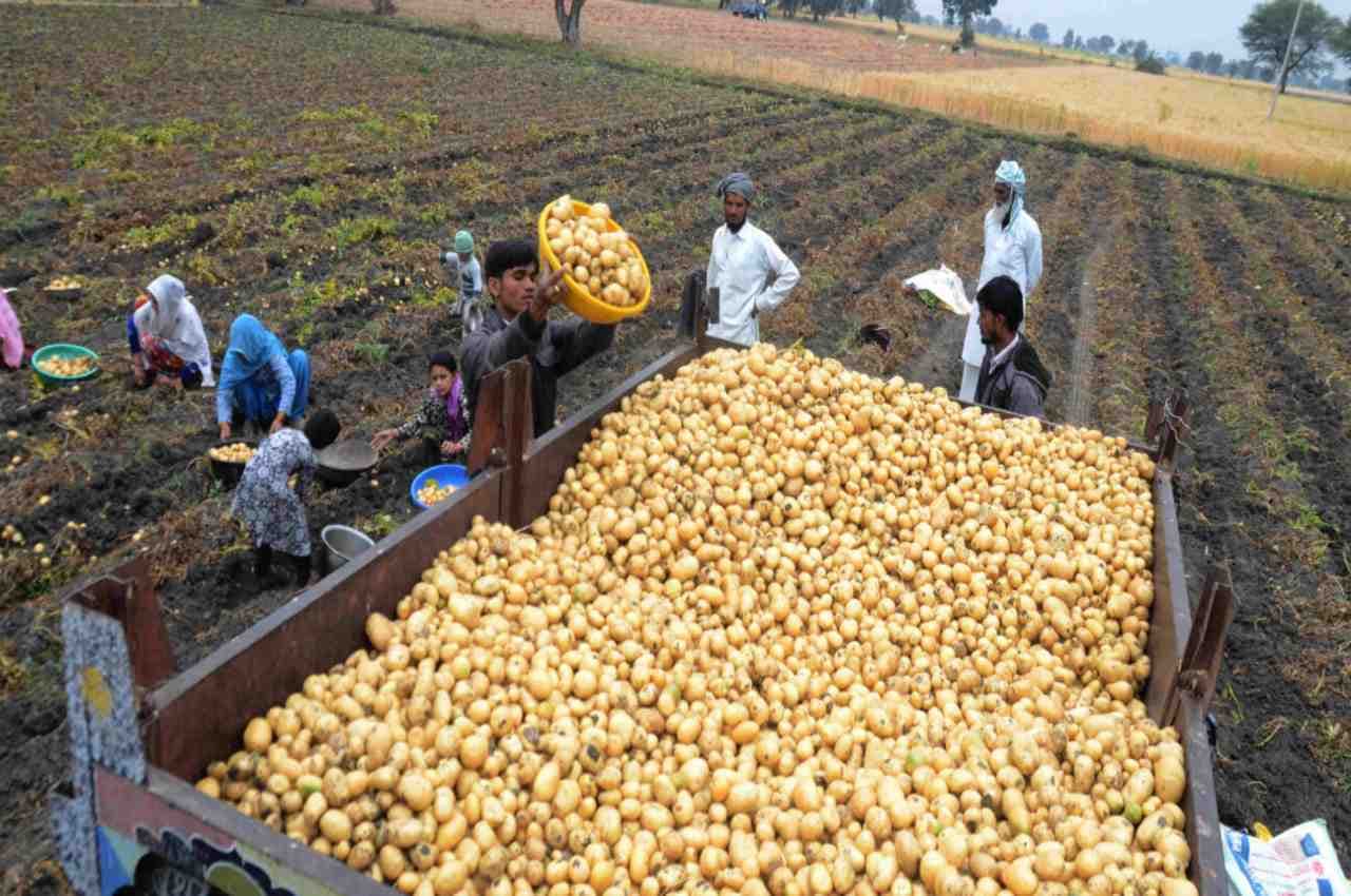 उत्तर प्रदेश में 'आलू' निकाल सकता है नेताओं का 'दम', बंपर पैदावार से टेंशन में किसान