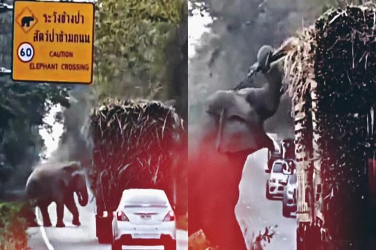 Viral Video: हाइवे पर ट्रकों को रोककर टैक्स वसूलने लगा हाथी,  छोटी गाड़ियों को बख्शा
