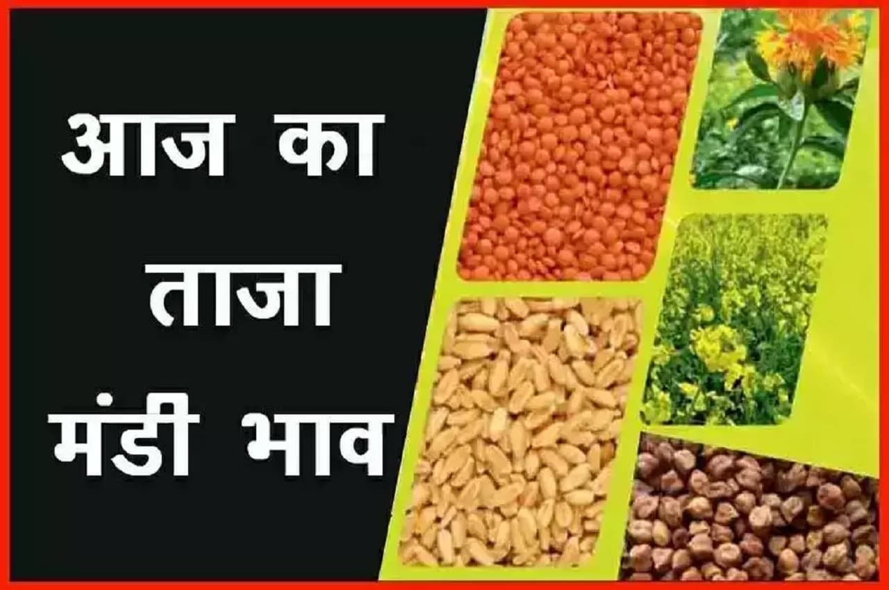 Aaj Ka Mandi Bhav: सरसों से लेकर नरमा और मूंग के रेटों में हुआ बदलाव, देखें- क्या सस्ता और क्या महंगा