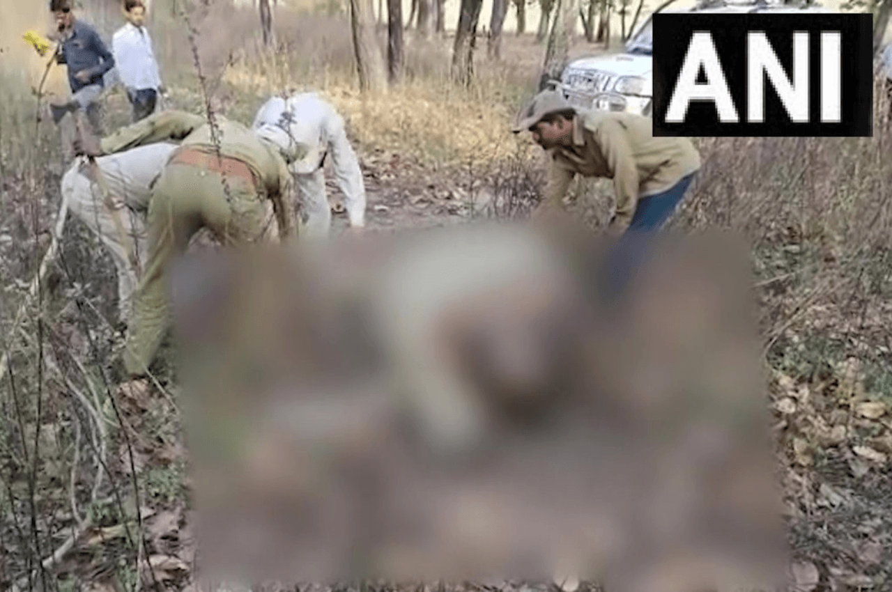 मध्यप्रदेश के बांधवगढ़ टाइगर रिजर्व में पहली बार बाघ ने हाथी को मार डाला, वनकर्मी पहुंचे तो पास बैठा दहाड़ रहा था