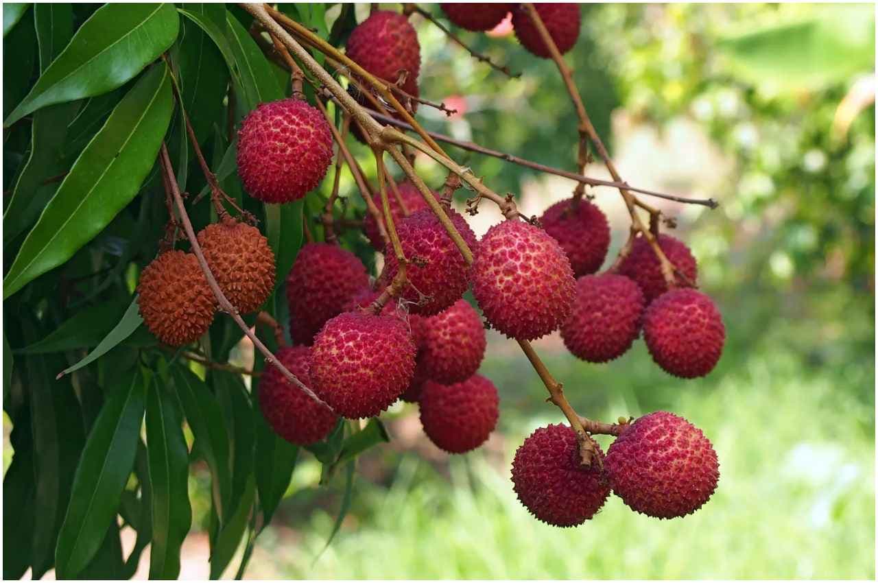 Benefits of Lychee: पाचन, वजन ही नहीं दिल के लिए भी वरदान है ये फल, जानें इसके कमाल के फायदे