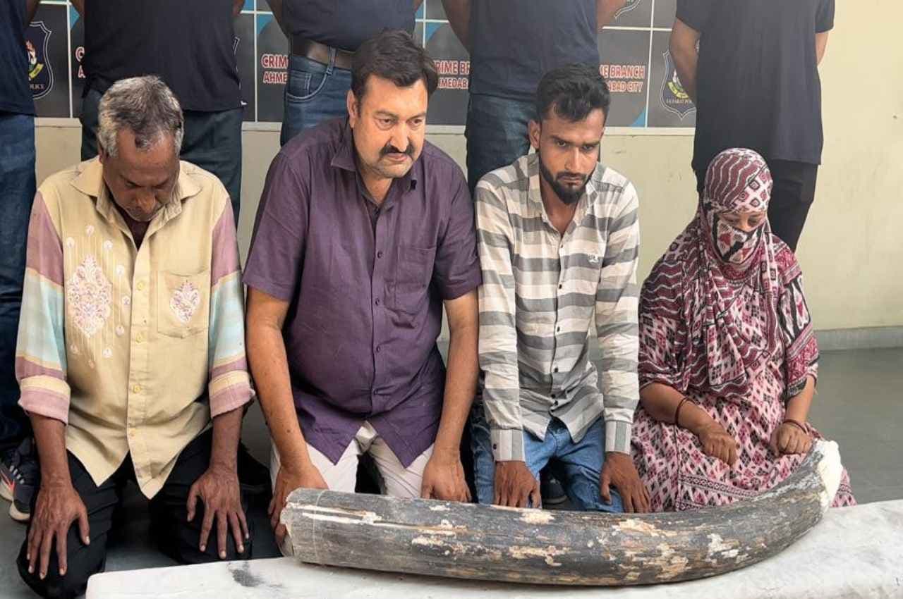 Gujarat News: गुजरात क्राइम ब्रांच की बड़ी कार्रवाई, 14 किलोग्राम वजन का हाथी दांत किया जब्त, तस्कर समेत 4 गिरफ्तार