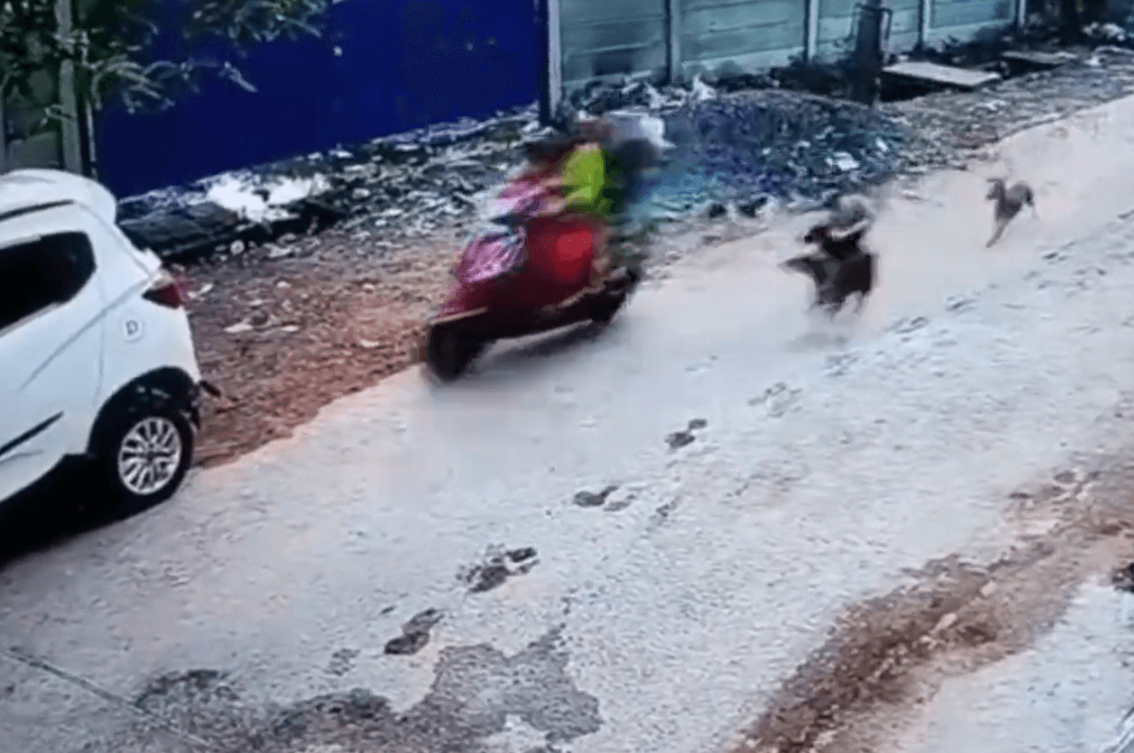 आपके काम का है ये VIDEO: बच्चे को स्कूल छोड़ने जा रही महिला को 5 कुत्तों ने दौड़ाया, कार में भिड़ा दी स्कूटी