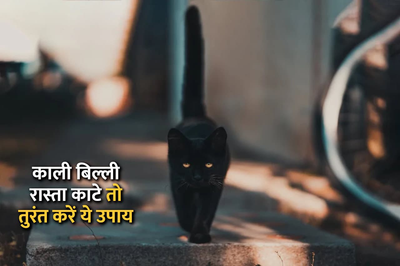 काली बिल्ली रास्ता काटे तो तुरंत करें ये उपाय, बड़े से बड़ा दुर्भाग्य भी सौभाग्य में बदल जाएगा