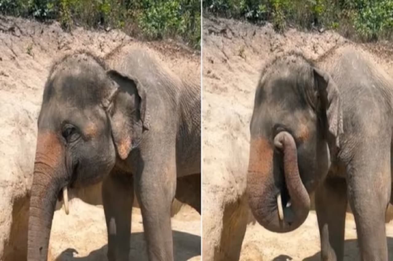 Viral Video: हाथी के बच्चे की इस एक हरकत ने हिलाया इंटरनेट, बार-बार देख रहे लोग