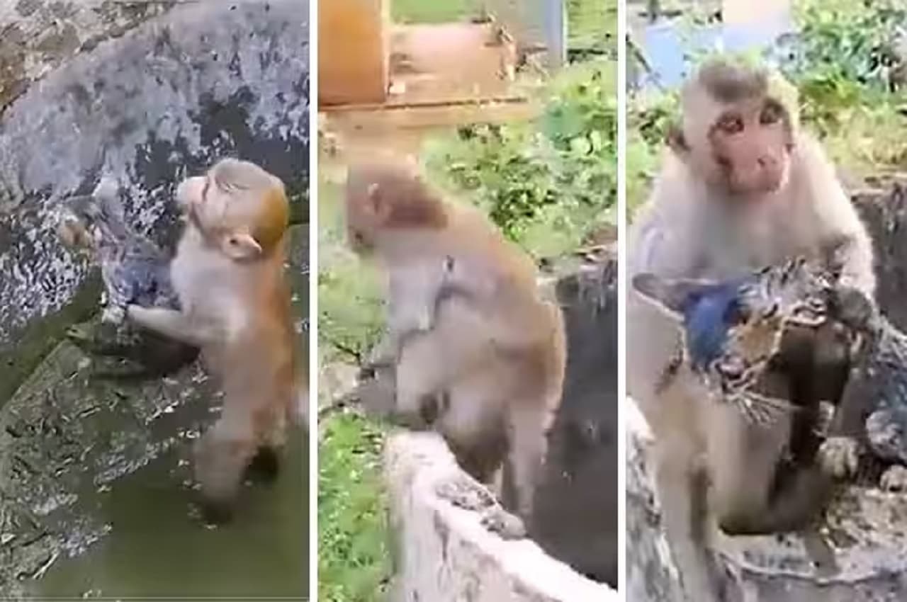 Viral Video: गंदे गड्ढे में गिरी बिल्ली तो बंदर ने यूं बचाई उसकी जान