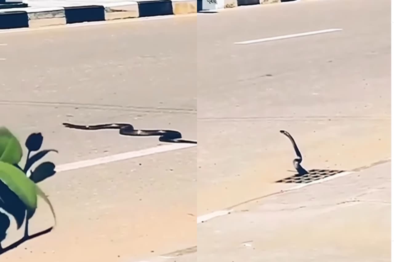 snake on road, off beat video, off beat news, viral video
