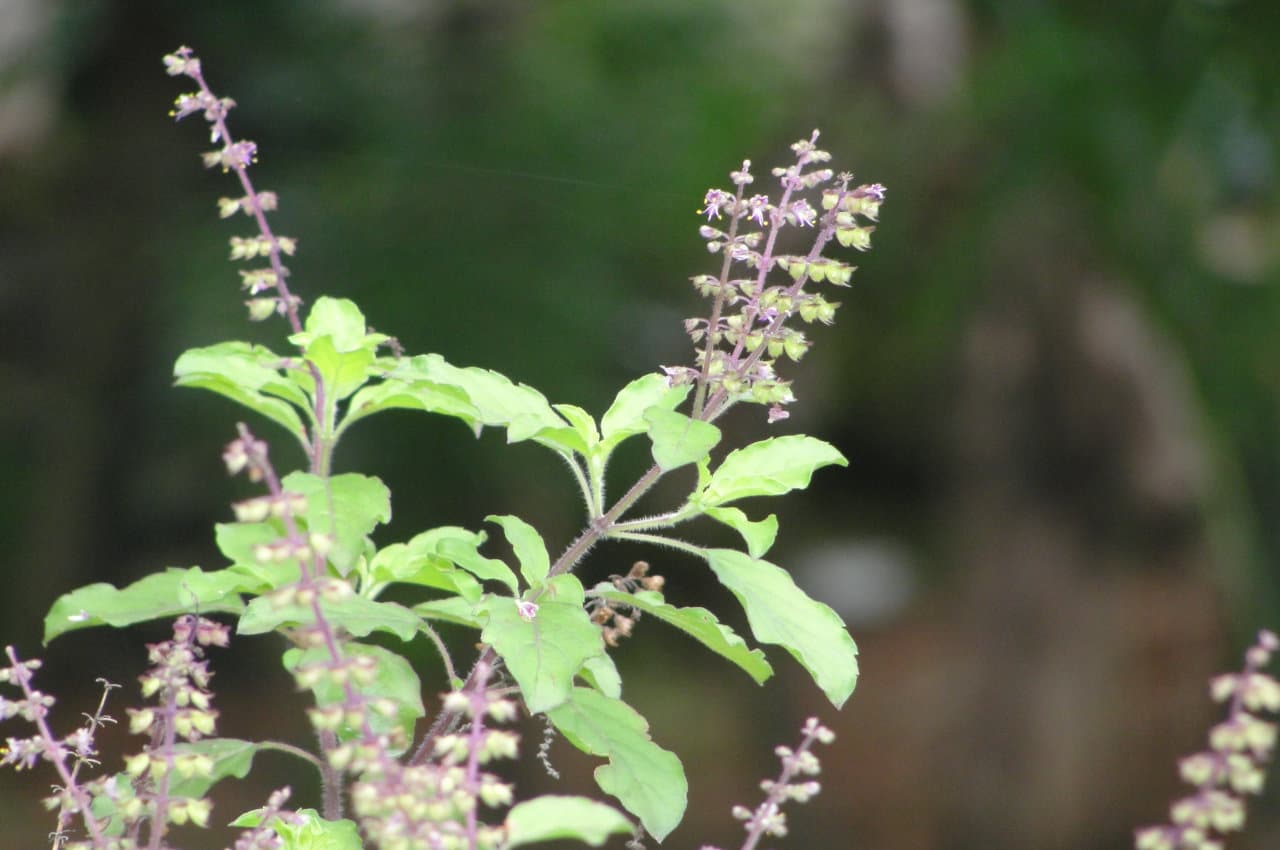Tulsi ke Upay: घर में है तुलसी का पौधा तो आजमाएं ये 5 उपाय, किस्मत हमेशा मेहरबान रहेगी