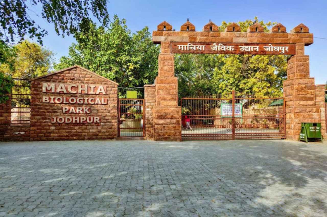 जोधपुर का माचिया पार्क राज्य का तीसरा सबसे पसंदीदा जंतुआलय, रिकाॅर्ड 2.37 लाख पर्यटक पहुंचे