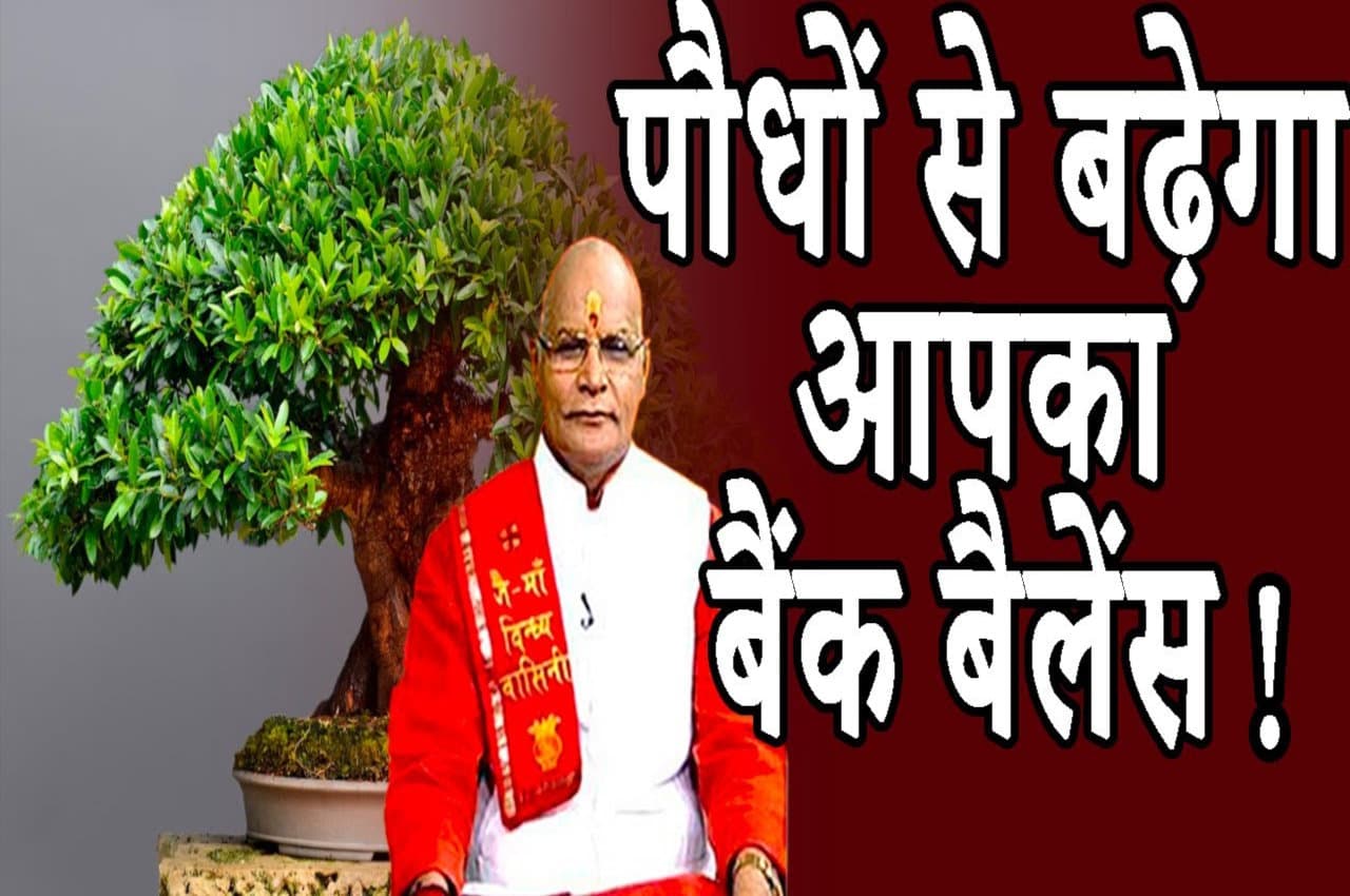 इन पौधों को घर में लगाते ही बढ़ने लगेगा बैंक बैलेंस, फटाफट हो जाएंगे मालामाल