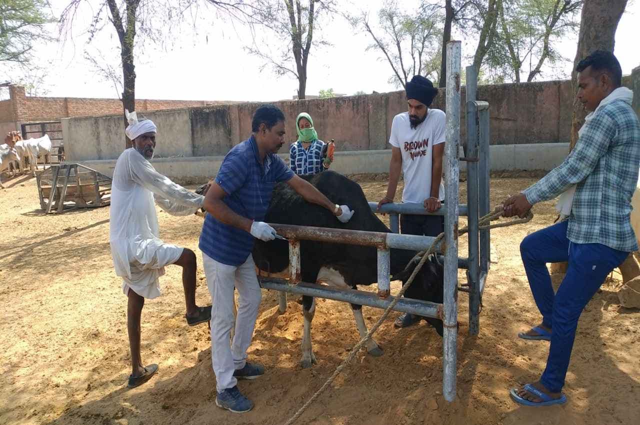 राजस्थान में लंपी रोग के लिए टीकाकरण अभियान की शुरुआत, 1 करोड़ 39 लाख पशुओं काे मिलेगा लाभ