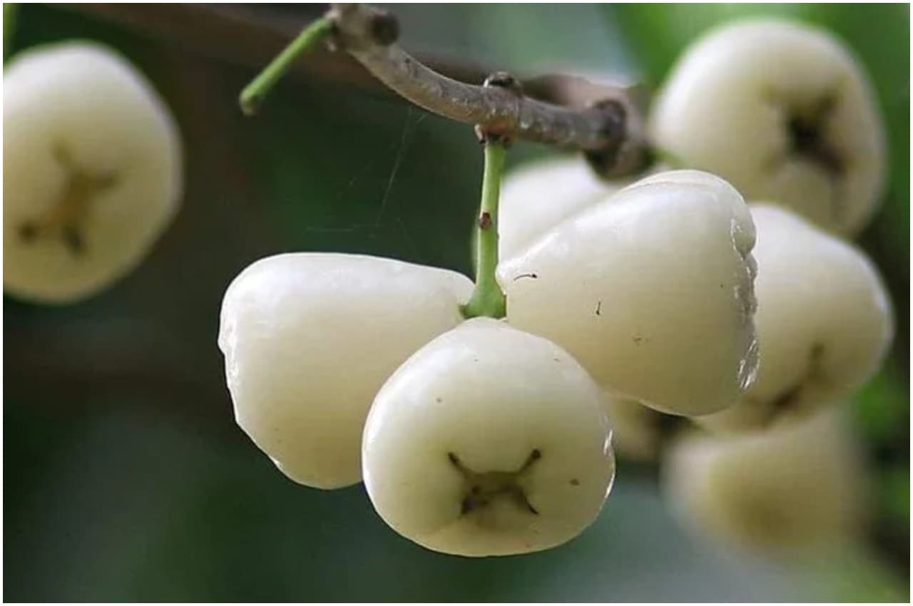 White Jamun Benefits: आंखों से लेकर स्किन तक के लिए वरदान है ये फल, कभी खाया है क्या?